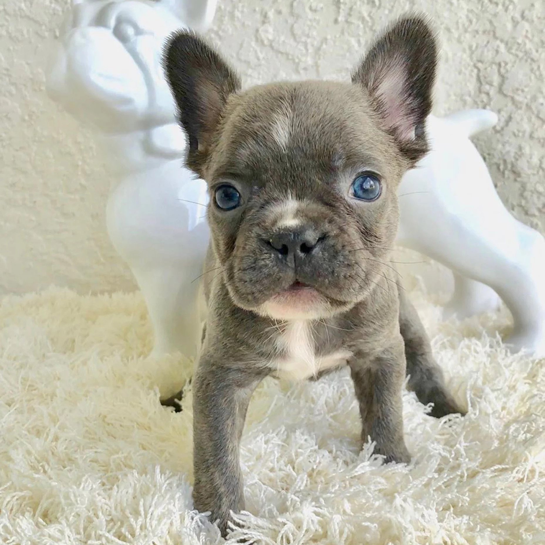Adorable French Bulldog For Sale